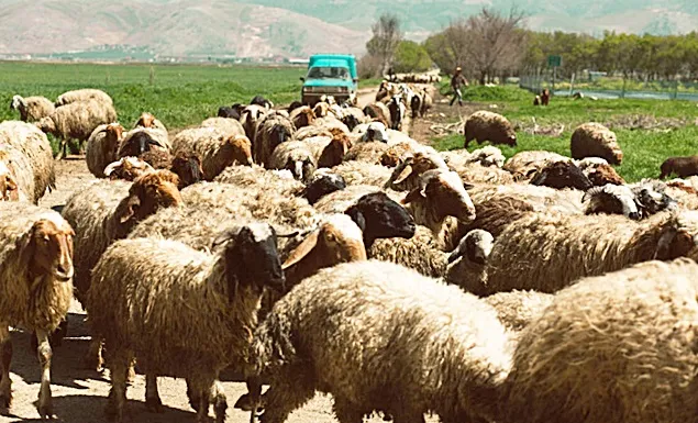 O delegație din Arabia Saudită în vizită în România pentru reluarea exportului de ovine