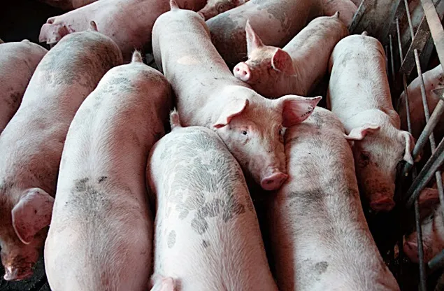 Ultimele inovații din industria mondială a porcilor