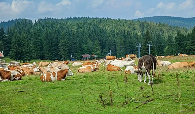 Tehnologia microîncapsulării noilor aditivi protejează sănătatea intestinului animalelor de fermă
