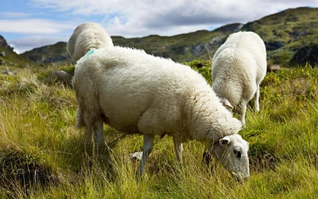 A fost redeschis exportul de ovine în Regatul Arabiei Saudite