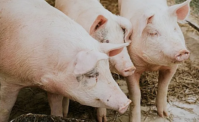 EFSA: Măsurile de protecție împotriva PPA nu sunt suficiente
