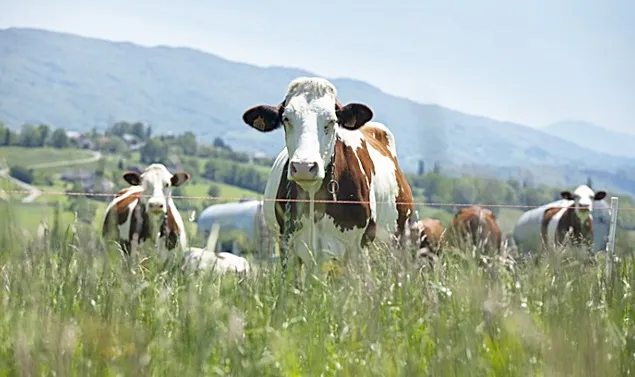 Importanța ierbii de primăvară în nutriția vacilor de lapte