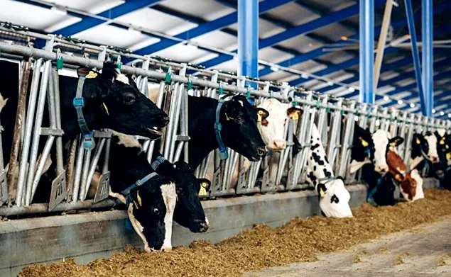 Dacă vrem economie circulară nu ne putem lipsi de animalele din ferme