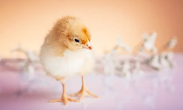 Early prediction of poultry welfare issues using AI