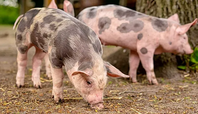 MADR susține crescătorii de porci din rasele Bazna și Mangalița printr-un sprijin de 1,5 milioane de lei