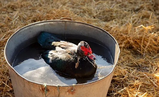 ANSVSA recommendations regarding the protection of animals during hot weather periods