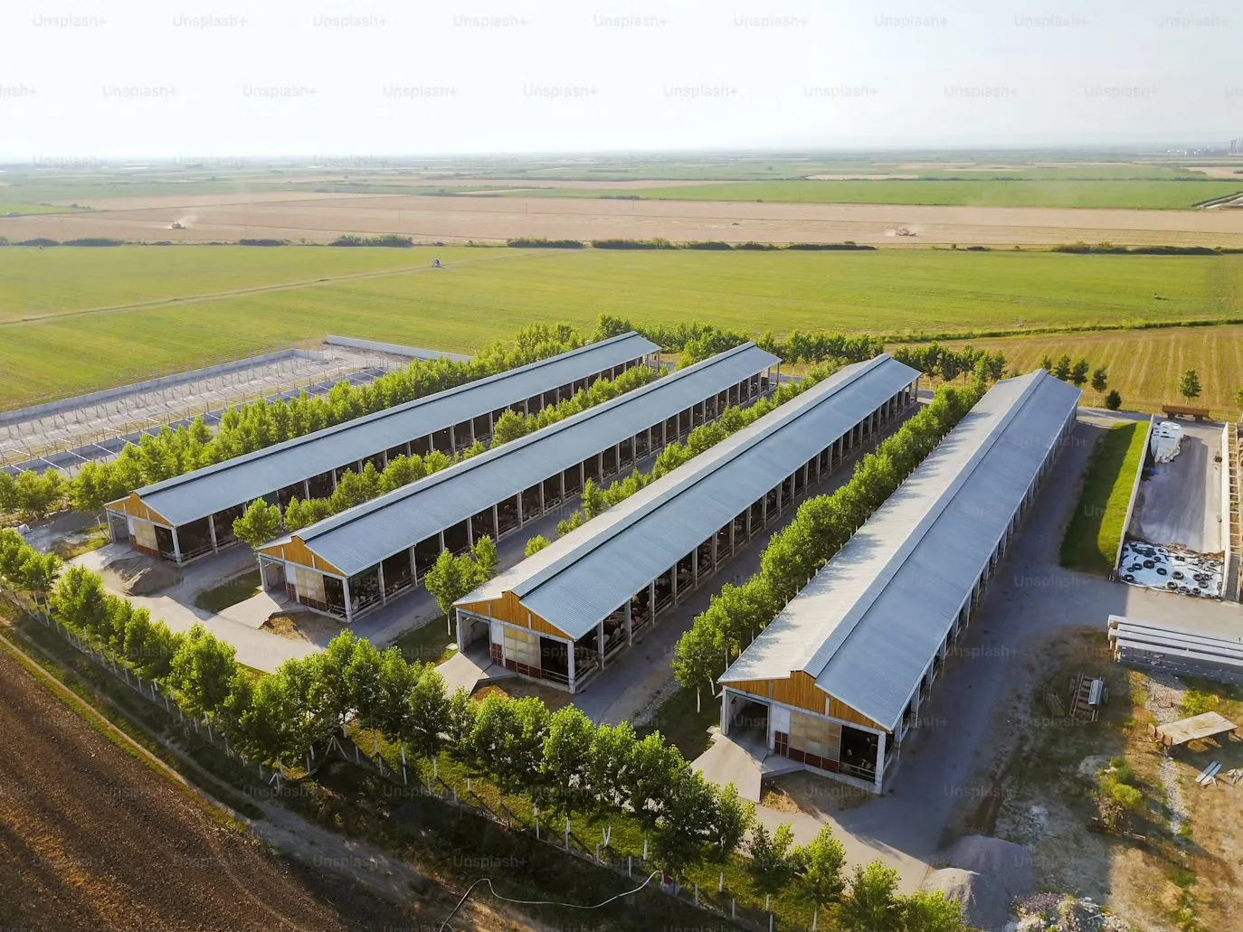 România, între tradiție și modernizare: Evoluția efectivelor de vaci de lapte și tendințele din industrie