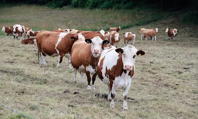 RaboResearch: Crește producția de lapte, dar încrederea consumatorilor în industrie este scăzută