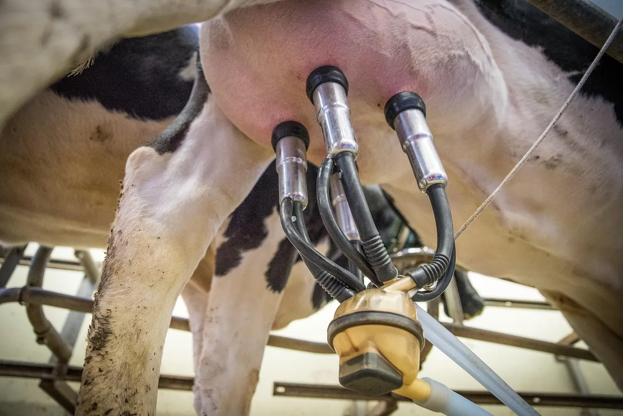 Milk: Integrating milk production with local processing