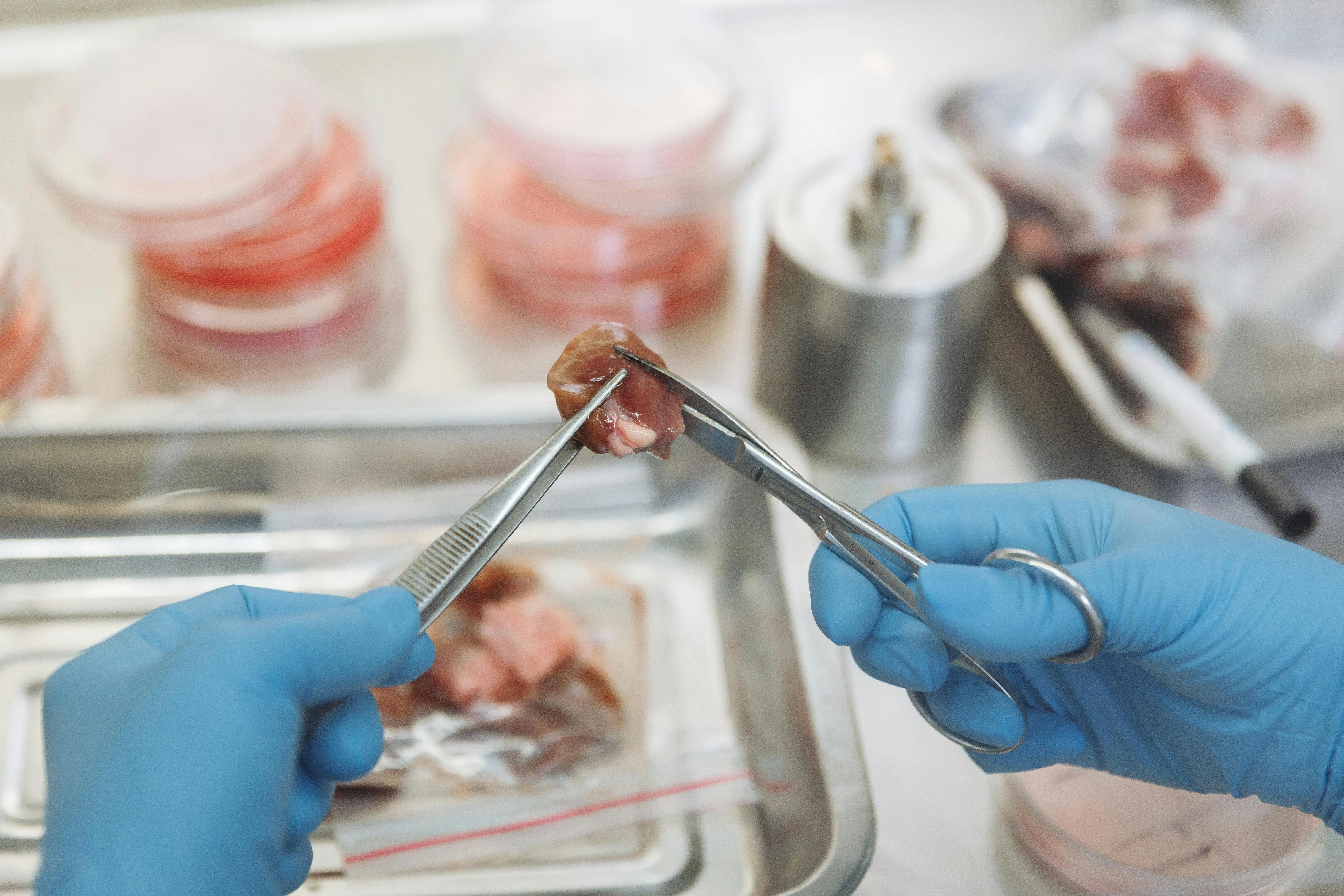 Carnea cultivată în laborator – viitorul proteinei sustenabile?