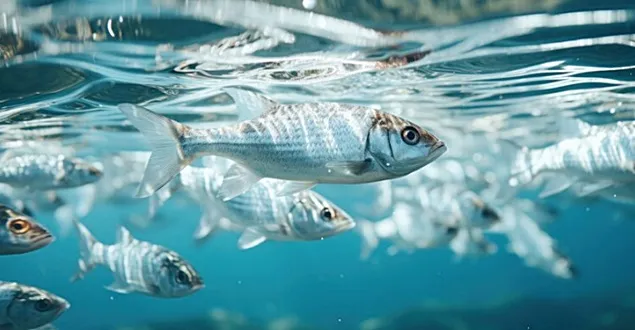 53 million euros for fish farmers and processors of fishery and aquaculture products