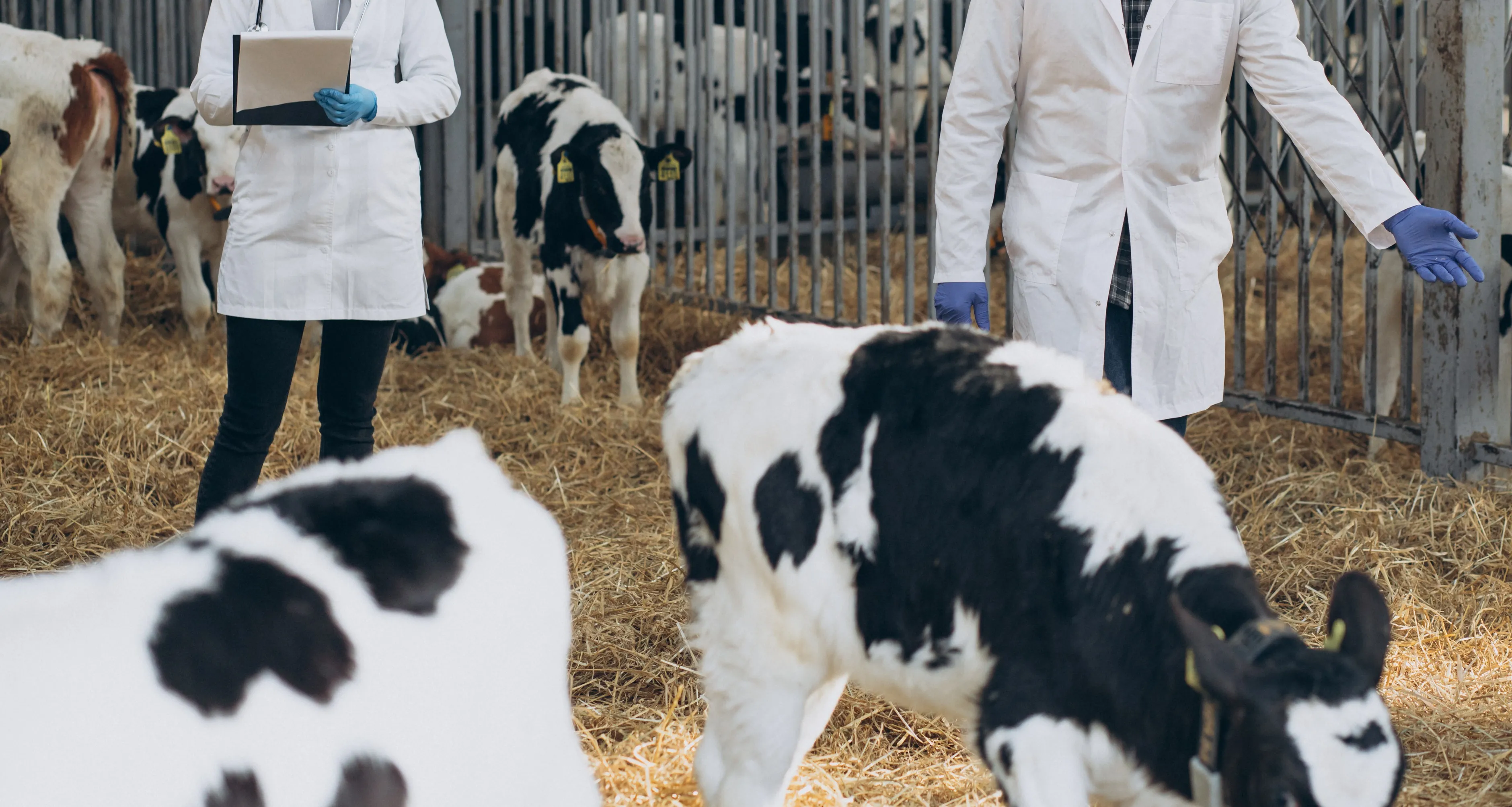 Biosecurity on cow farms: standards and reality