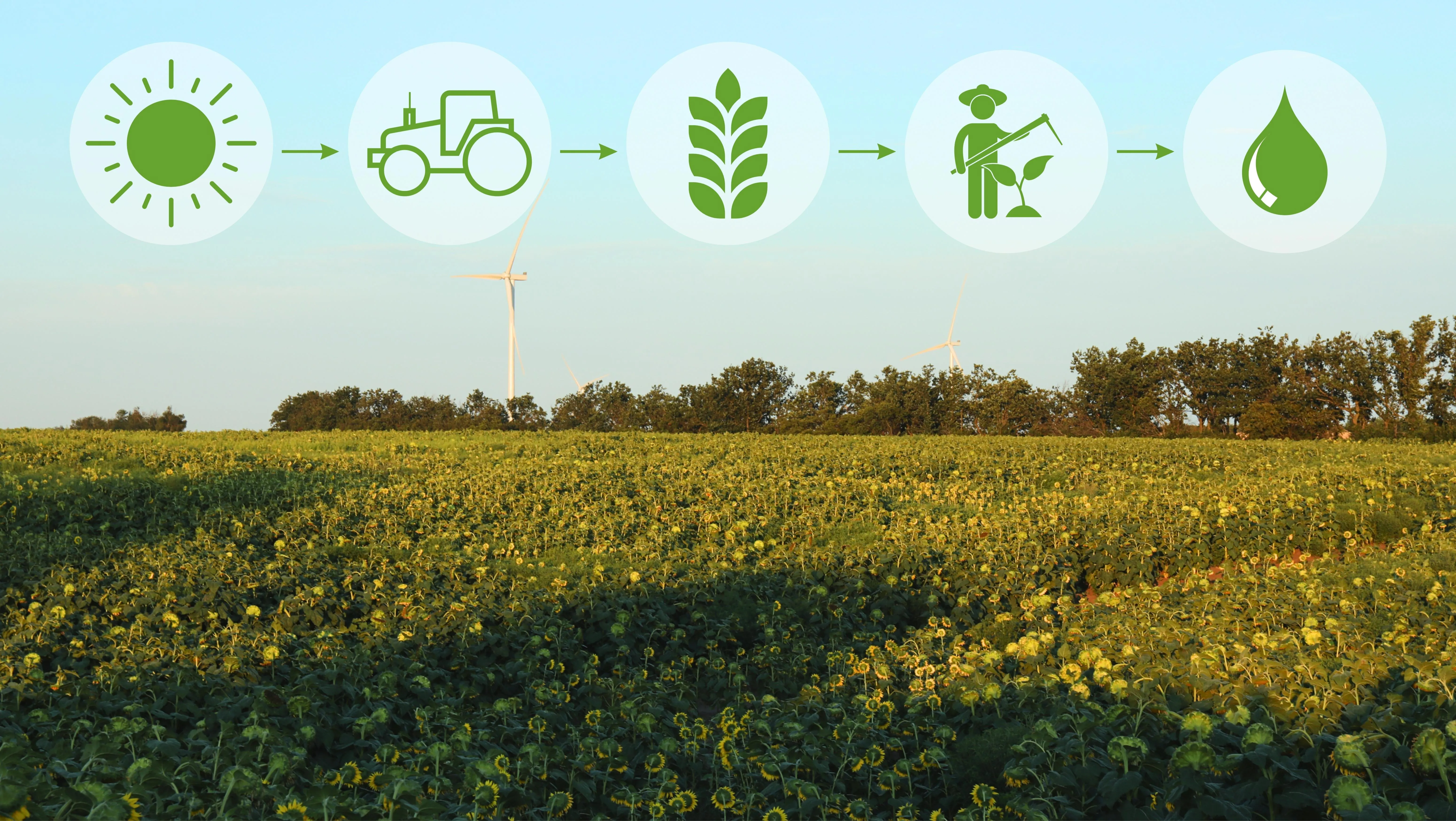 Carnea și clima: Rolul agriculturii regenerative în tranziția ecologică