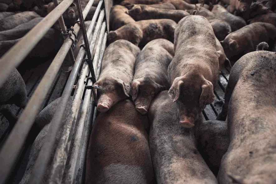 Fermele de porci: costuri și perspective pentru 2025