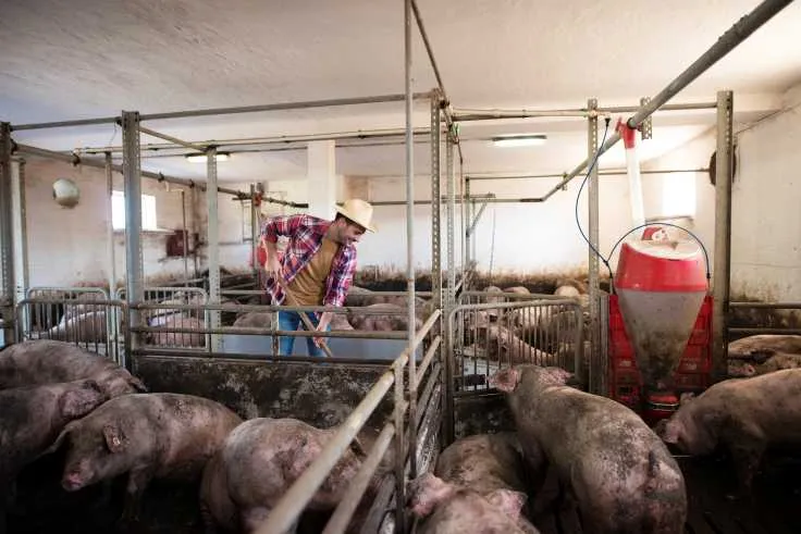 Fermele de porci și criza furajelor: impact economic major