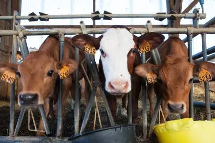 Fermele de bovine pentru carne și cererea din Orientul Mijlociu