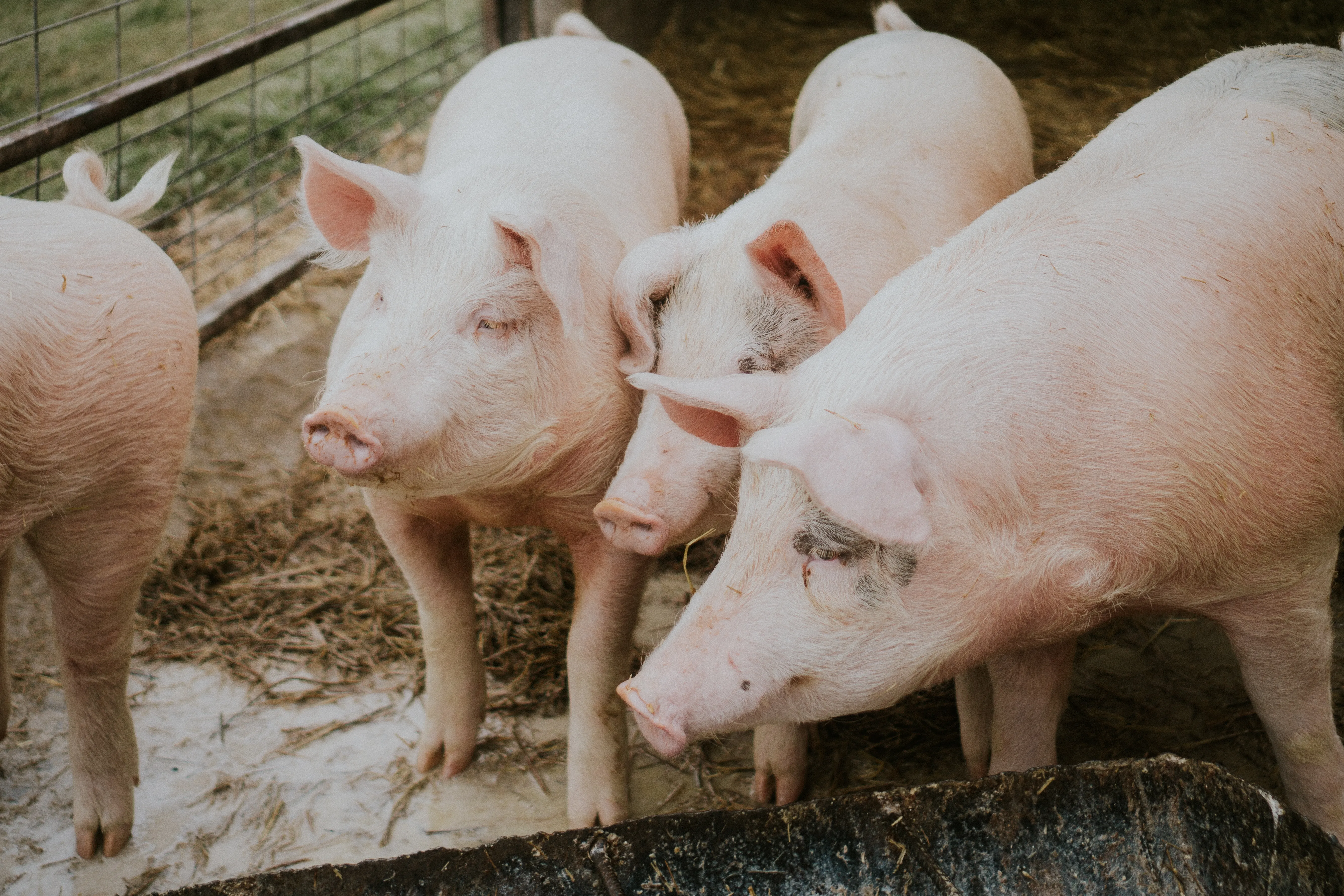 Creșterea porcilor în gospodărie – între tradiție, biosecuritate și riscuri majore de sănătate animală