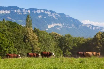 Fermele de vaci de lapte și sustenabilitatea: presiunea Pactului Verde European