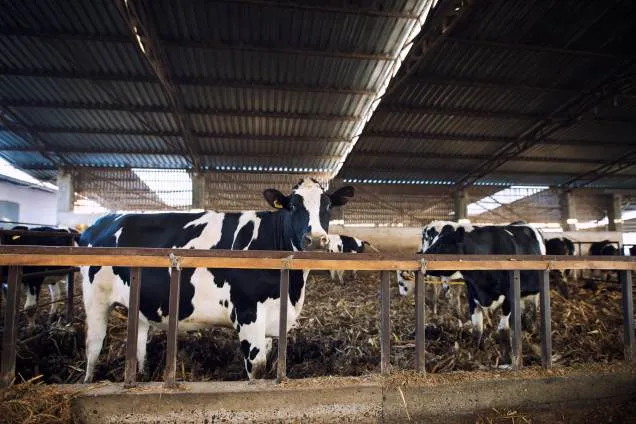 Fermele de vaci de lapte și investițiile în genetică: cheia productivității