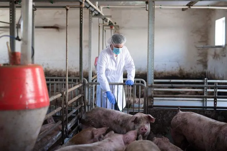 Fermele de porci în România vs. fermele din UE: decalaje și soluții