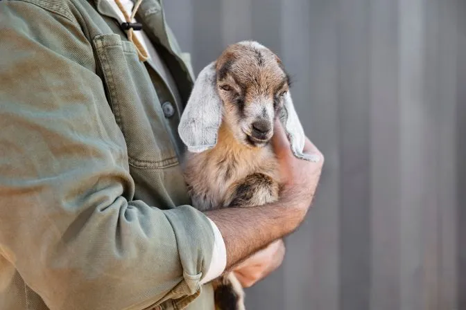 Standardele europene de bunăstare animală și costurile pentru producători