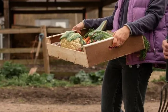Sustenabilitatea economică a fermelor mici – cum pot rezista în lanțul alimentar european