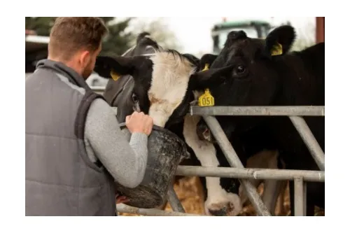 Clarificări MADR privind intervenția PD-27: fără reduceri automate ale sprijinului pentru bunăstarea bovinelor din 2026