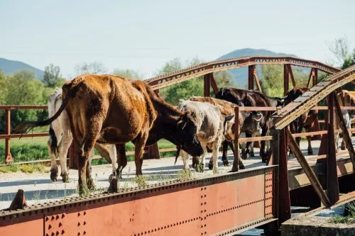 România, capitala Aberdeen Angus: Forumul European 2026 aduce lumea la noi