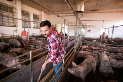 Industria carnii de porc din Romania: un sector la rascruce