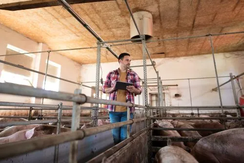 În cadrul întâlnirii, Tánczos Barna a declarat că autoritățile trebuie să reevalueze eficiența măsurilor aplicate până în prezent în combaterea pestei porcine africane...