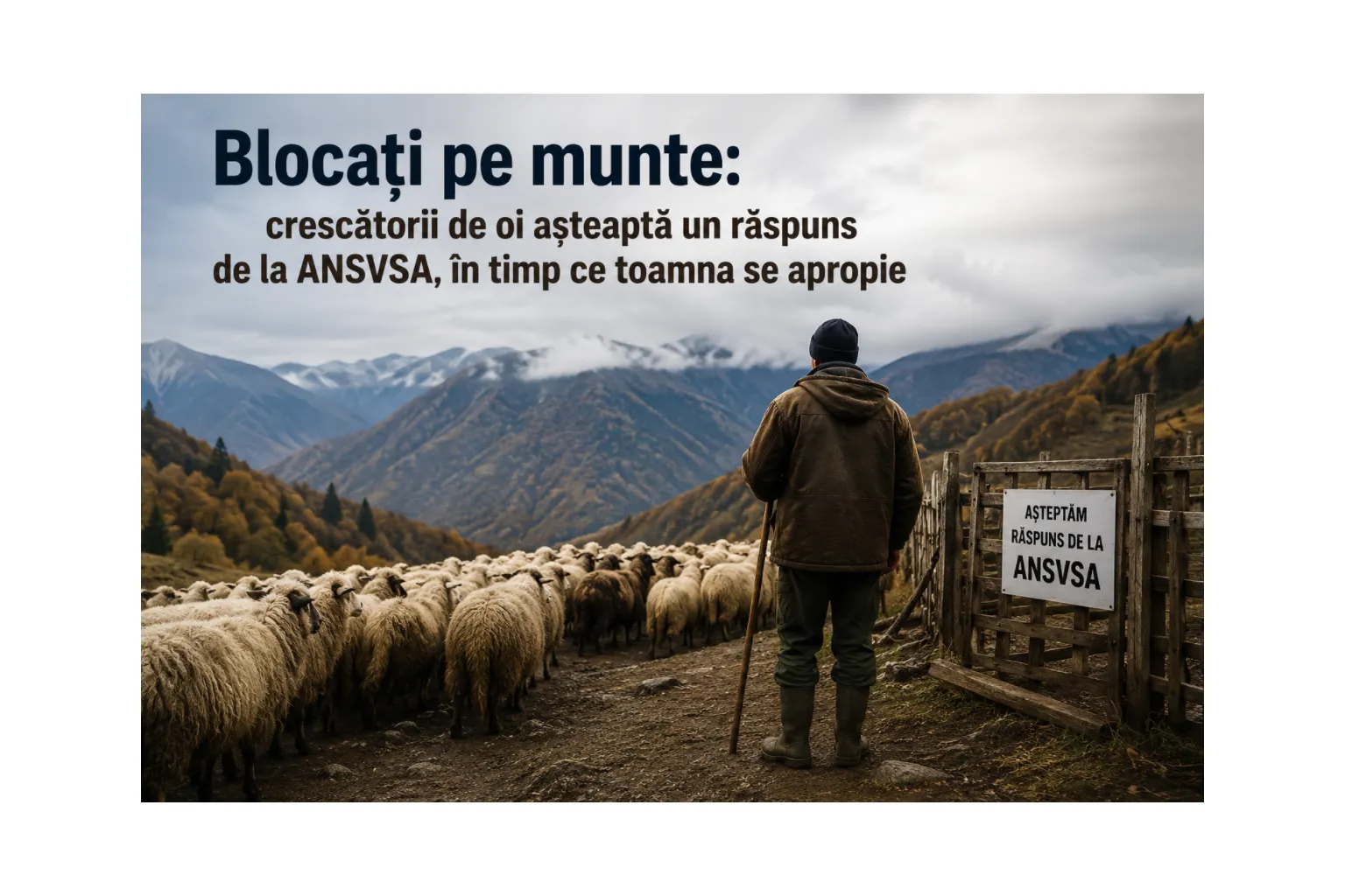 Blocați pe munte: crescătorii de oi așteaptă un răspuns de la ANSVSA, în timp ce toamna se apropie